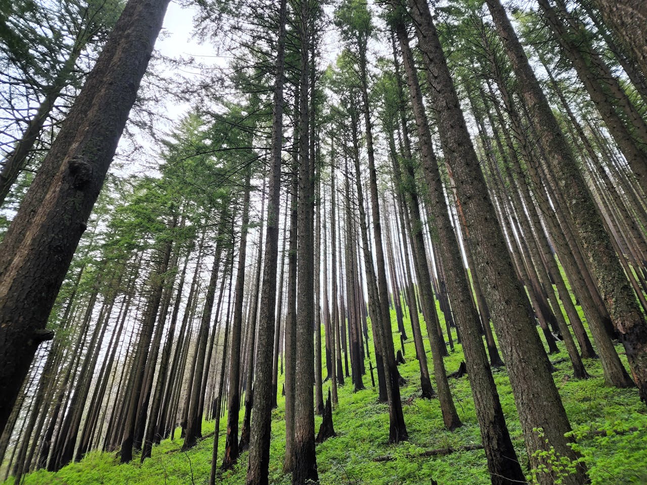 Green Trees on Green Grass Field